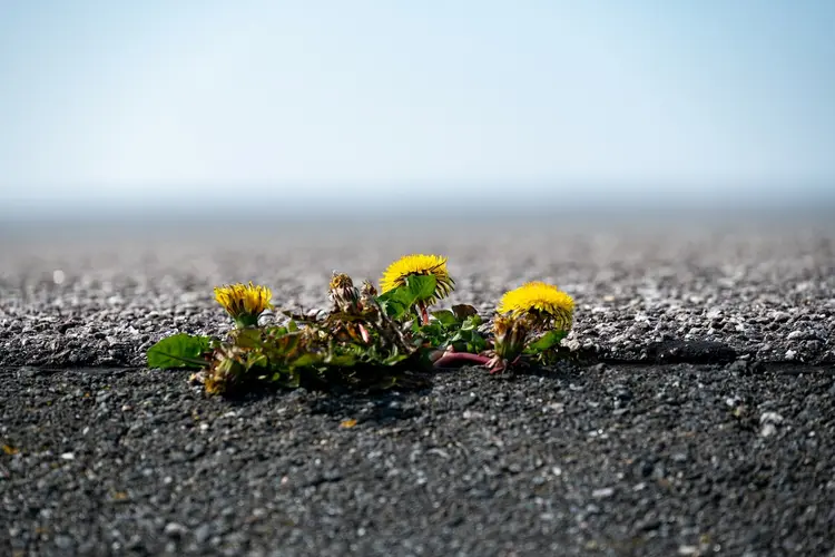 Löwenzahn bricht durch Asphalt