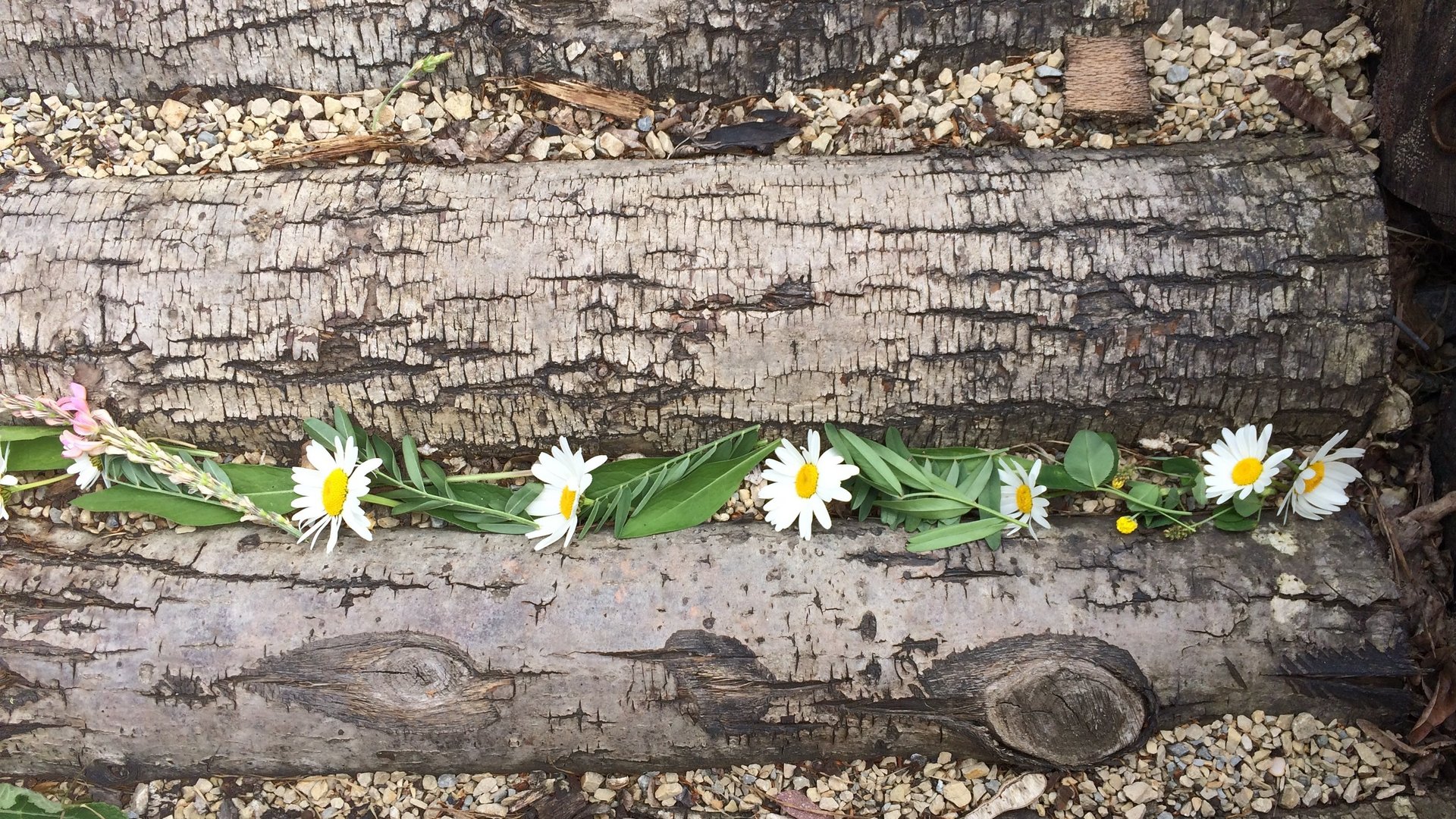 Gänseblümchen auf Holz. LandART.